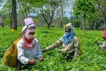 Assam tea entrepreneur to launch ‘Anti Black Friday Sale’ against ‘culture’ of impulse buying New Project(7)