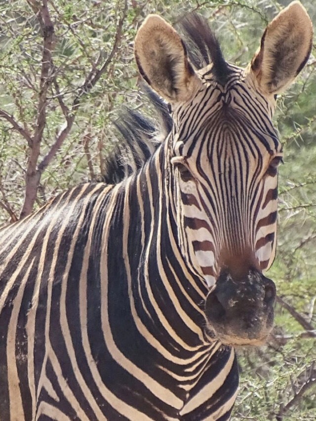 10 Most Beautiful Wildlife Safaris in Africa