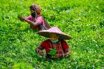 Tea Tribes, Adivasi communities secure large-scale social justice for first time: Assam CM New Project(8)