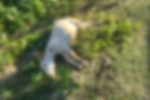 Straying tiger kills three