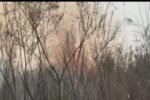 Fire guts ‘Molai Kathoni 2.0’ on Brahmaputra sandbar, thousands of saplings destroyed WhatsApp Image 2025-12-29 at 6.48.35 PM