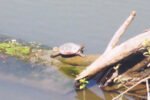 945 freshwater turtles of seven species recorded in Kaziranga New Project(11)