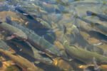 India’s first commercial tropical trout farm to be inaugurated in Hyderabad today New Project(3)