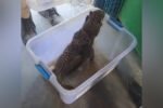 Two leopard cubs rescued from tea estate in Dibrugarh New Project(7)