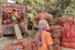 Bodoland’s organic turmeric and ginger ready for global export New Project(17)