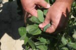 US approves weed killer dicamba for two common genetically modified crops New Project(6)