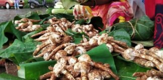 Advisory issued against eating wild mushrooms during monsoon