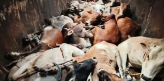 24 livestock seized from oil tanker in Jagiroad, 3 arrested