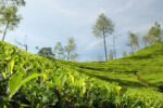 Assam tea estate bets on immersive tea tourism New Project