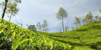 Assam tea estate bets on immersive tea tourism