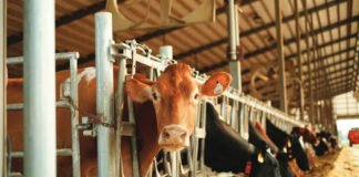 Dairy sector witnesses 70 pc growth in a decade under PM Modi: Shah
