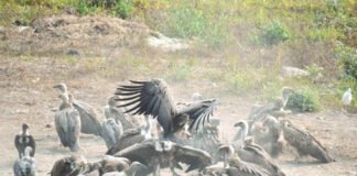 Back from brink: India’s vultures stage comeback as captive-breeding, release efforts gather pace