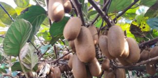 Mission Kiwi to power Arunachal farmers: DyCM Mein