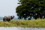 Kaziranga National Park witnessed 15 pc rise in tourist footfall in FY’26: CM New Project(7)