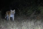 Tiger returns to Arunachal’s D Ering sanctuary after nearly two decades New Project(8)
