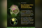 Rare Himalayan plant rediscovered in Arunachal after 120 years New Project(8)