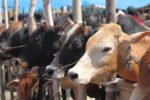 Diphu Muslims refrain from cow sacrifice New Project(9)