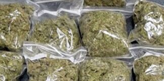 Woman drug peddler held with 3 Kg cannabis in Khatkhati raid