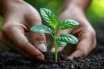 Plantation drive for 2,000 trees launched in Assam’s Majuli 2nd lead (3)