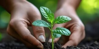 Plantation drive for 2,000 trees launched in Assam’s Majuli