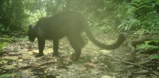 Black panther seen for first time at Assam’s Dulung Reserve Forest