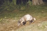 At least 55 greater hog badgers estimated to be present in Assam’s Kaziranga: Officials Anchor