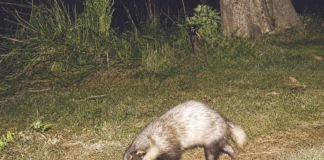 At least 55 greater hog badgers estimated to be present in Assam’s Kaziranga: Officials