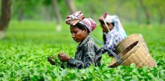 Small tea growers to get govt benefits with Farmer IDs: CM