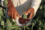 Myanmar opium surge fuels drug smuggling in Northeast: Report Myanmar opium surge