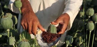Myanmar opium surge fuels drug smuggling in Northeast: Report