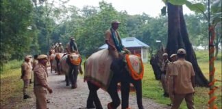 Two veteran elephants retire from Assam forest service, five new ones inducted at Manas