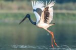 30 species of raptors, six of storks recorded in Kaziranga during survey New Project(1)