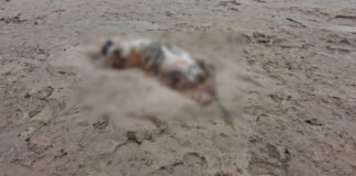 Mutilated carcass of Royal Bengal Tiger found in Sonitpur district