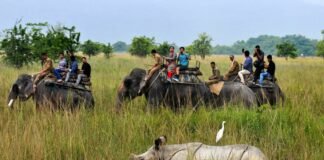 From Tantra-Mantra to Tourism: The Evolution of Mayong and Pobitora